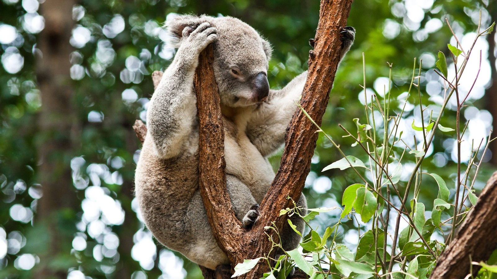 Коала сидит на дереве (коала, наземное животное, сумчатое, дикая природа, дерево)