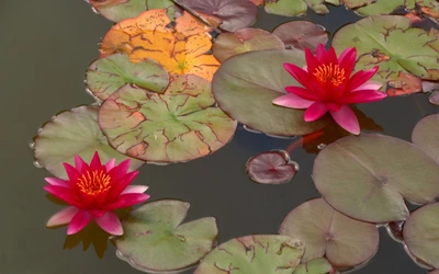 planta aquática, pétala, rosa, lótus sagrado, família de lótus