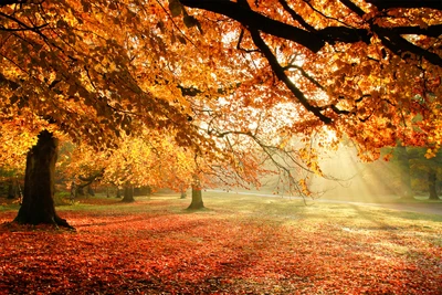 Golden Autumn Grove with Sunlit Leaves