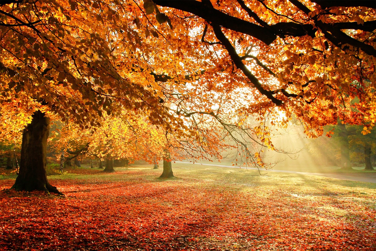 Ein baum mit blättern auf dem boden in einem park (baum, herbst, natur, blatt, laubabwerfend)