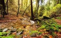 forest, stream, nature, tree, nature reserve wallpaper