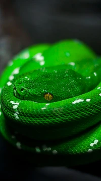 mamba verte occidentale, eau, plante, liquide, insecte