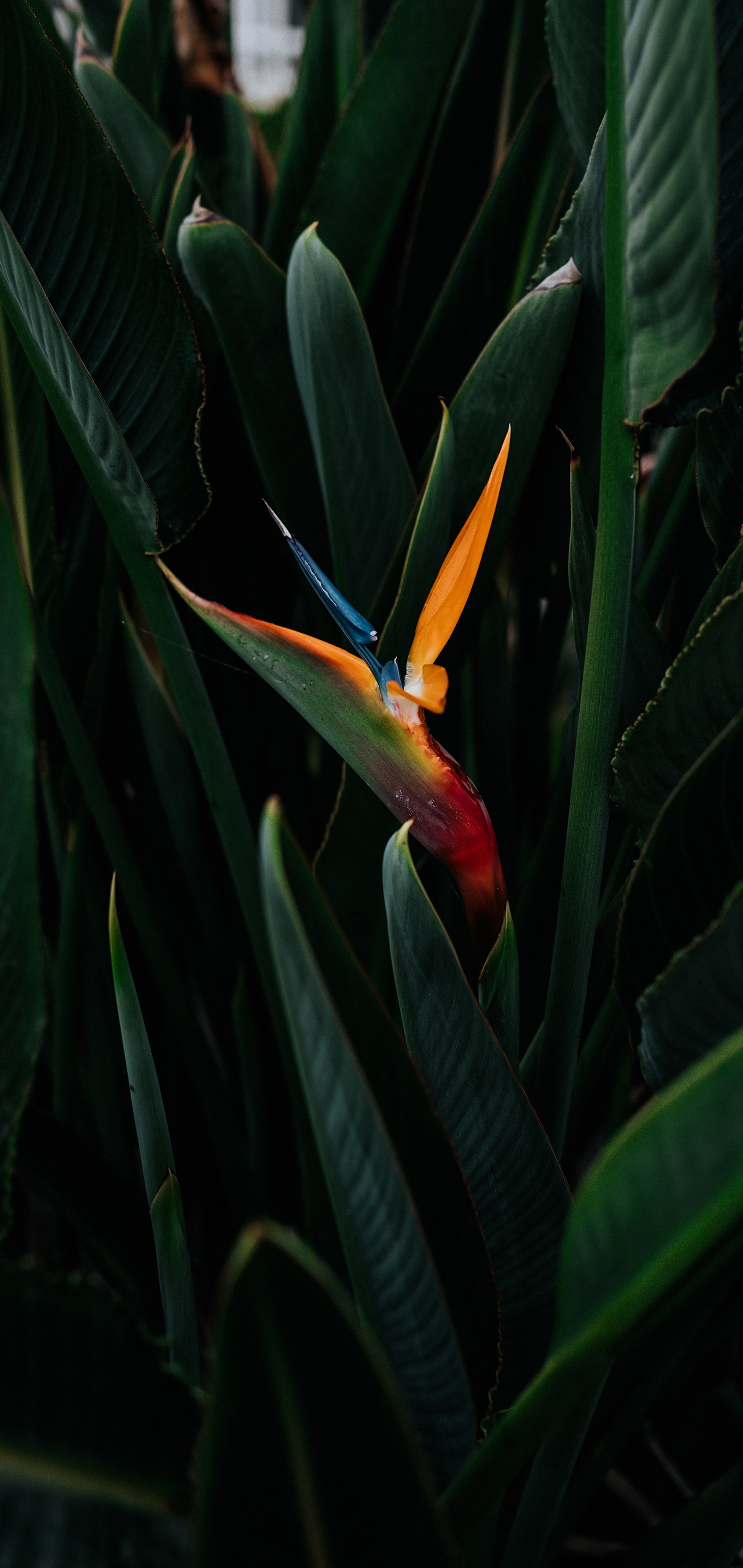 Arafed bird of paradise plant with bright orange and blue flowers (flora, bird of paradise, plant, terrestrial plant, flowering plant)