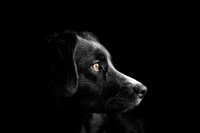 black dog, cute puppies, black background, dark, amoled wallpaper