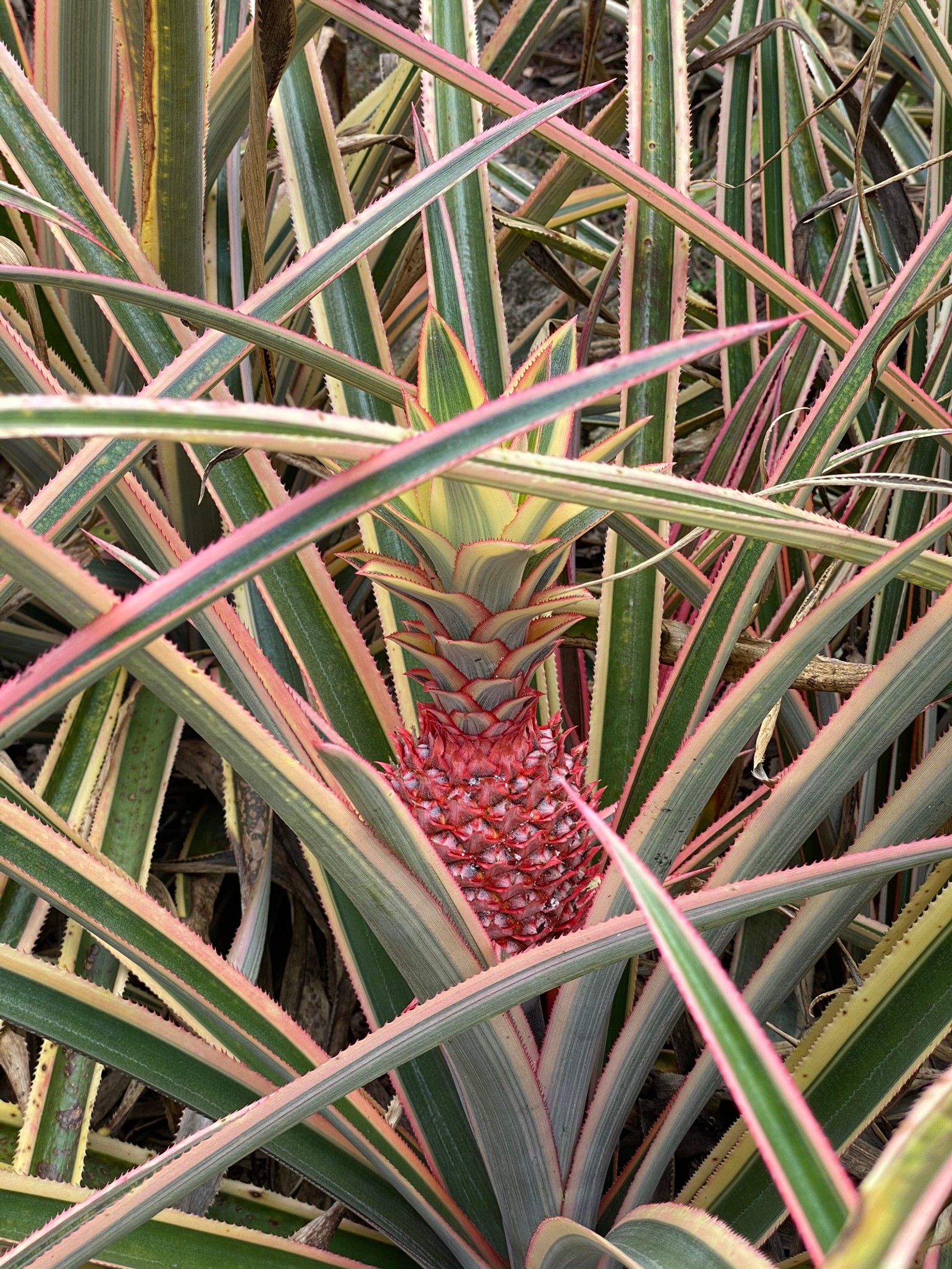 There is a red pineapple growing in a green plant (flora, plant stem, leaf, grasses, science)