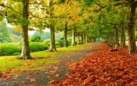 Autumn Grove: A Pathway Lined with Deciduous Trees and Fallen Leaves