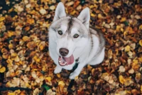 Chiot Husky Sibérien au milieu des feuilles d'automne