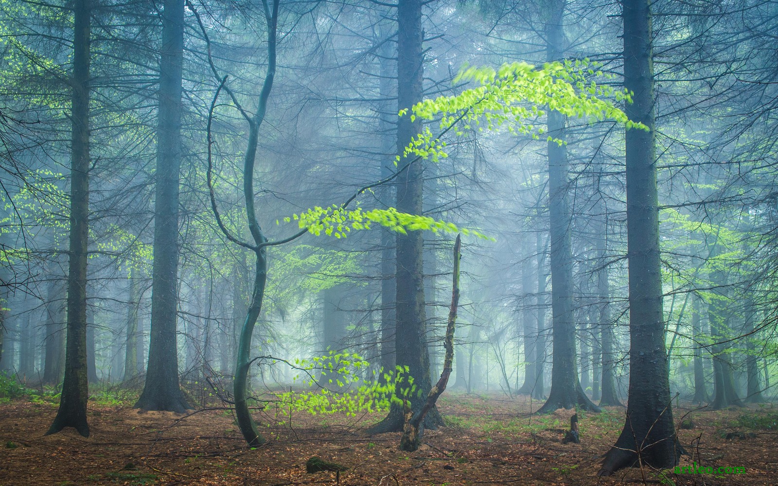 Un gros plan d'une forêt avec quelques arbres dans le brouillard (boisé, forêt, nature, bois, paysage naturel)