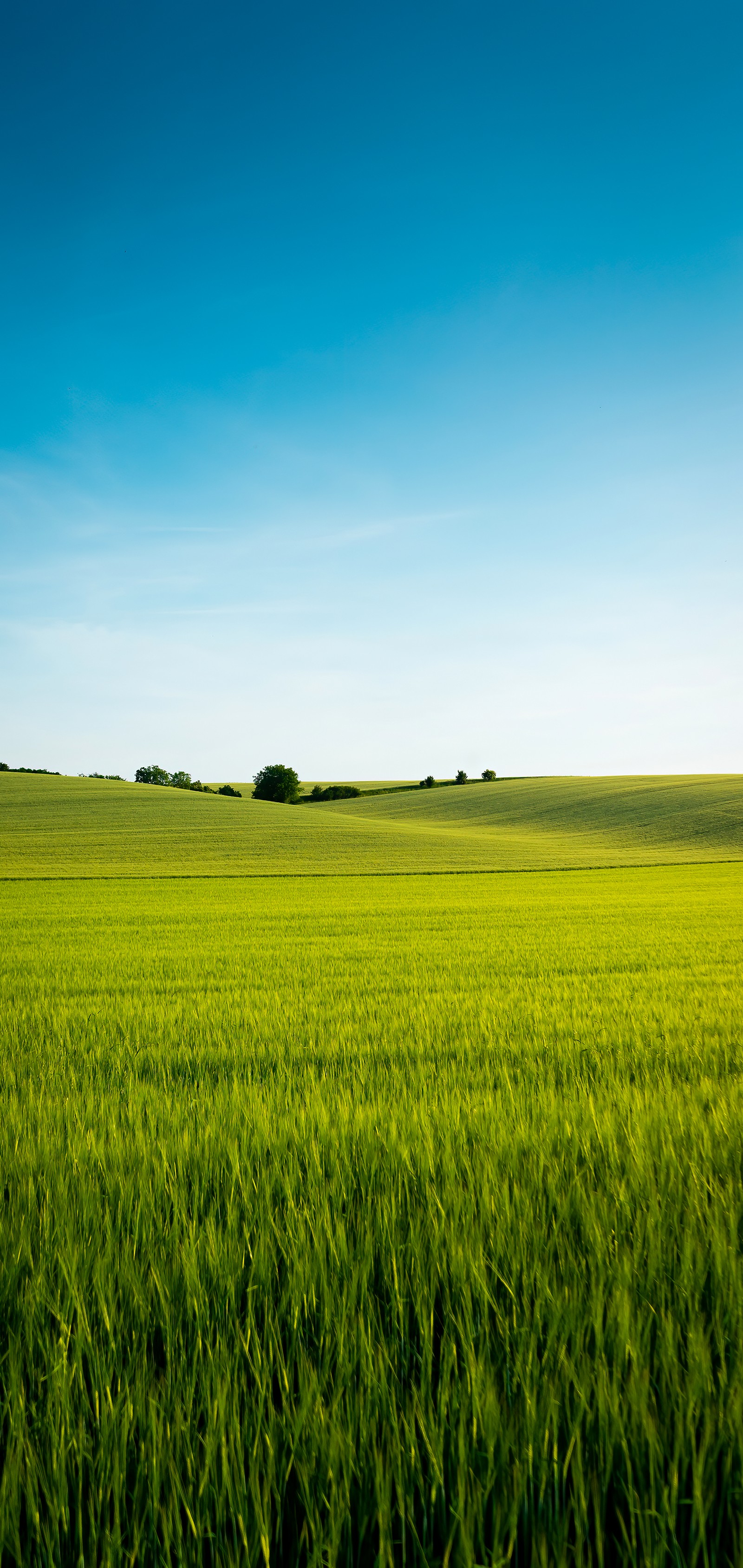 Vue aérienne d'un champ vert avec un arbre isolé au loin (plante, personnes dans la nature, paysage naturel, nuage, terrain)