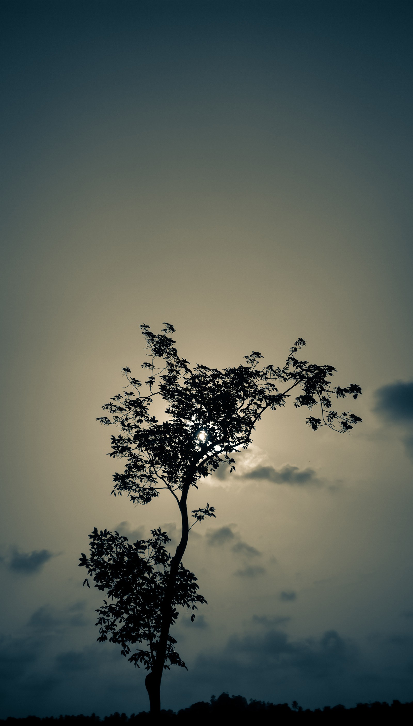 Un árbol solitario en medio de un campo (solo, oscuro, destacado, libertad, buen)