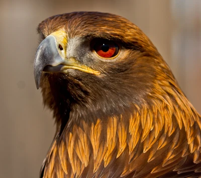 Aigle majestueux en gros plan par Jean Riget