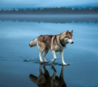 Husky, der an einem nebligen Seeufer entlanggeht