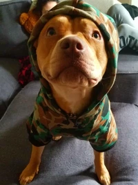 hoodies, pitbull wallpaper