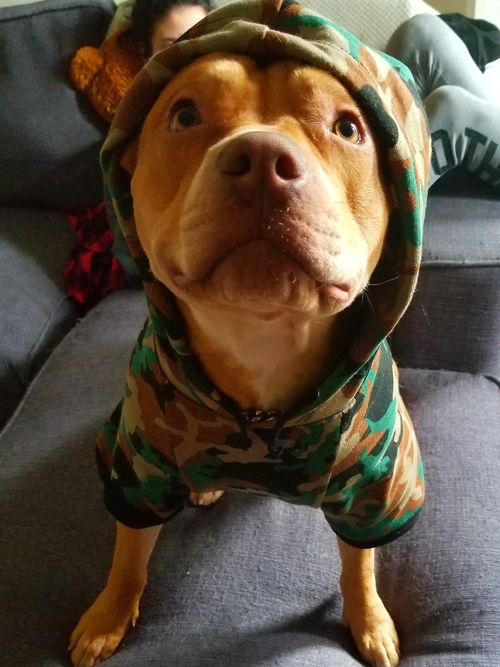 hoodies, pitbull wallpaper