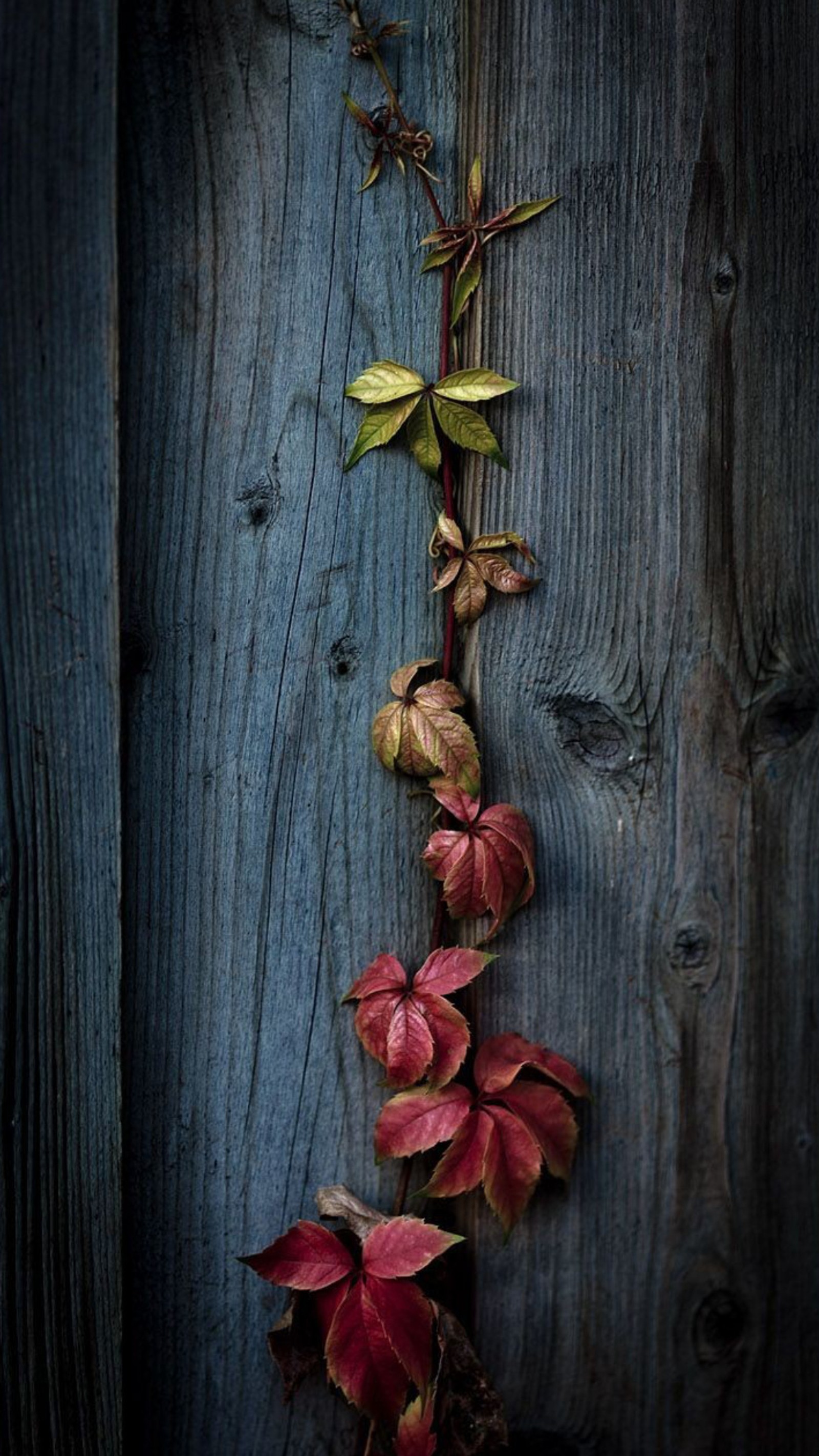 A close up of a vine with red leaves on a wooden fence (colorful, hanging, leaves, nature, wood)