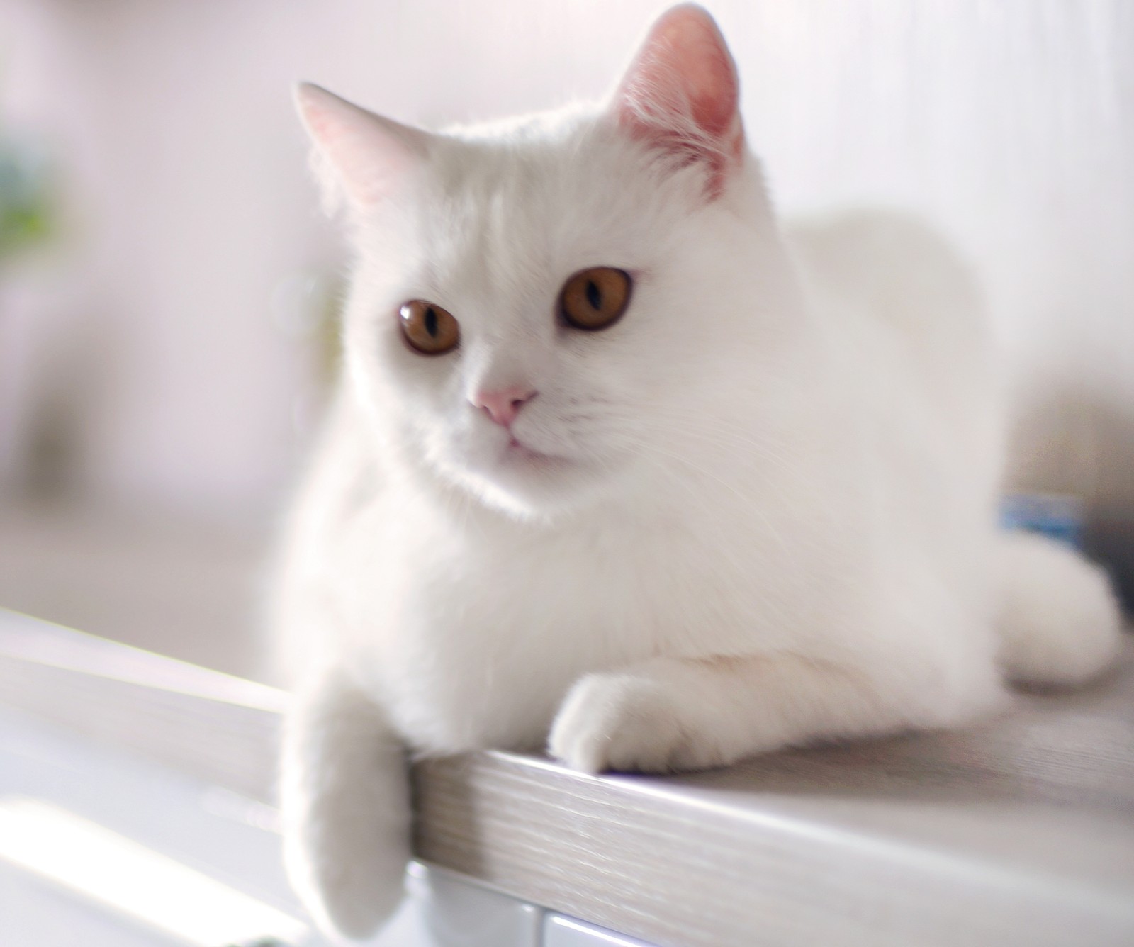 Eine weiße katze sitzt auf einer theke mit einem fenster (gato, weiß)