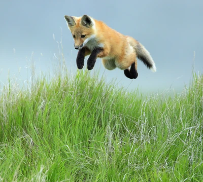 fox, leaping, pup, red, saskatchewan