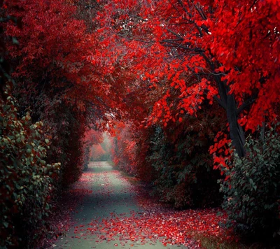 Camino sereno a través de un vibrante follaje rojo