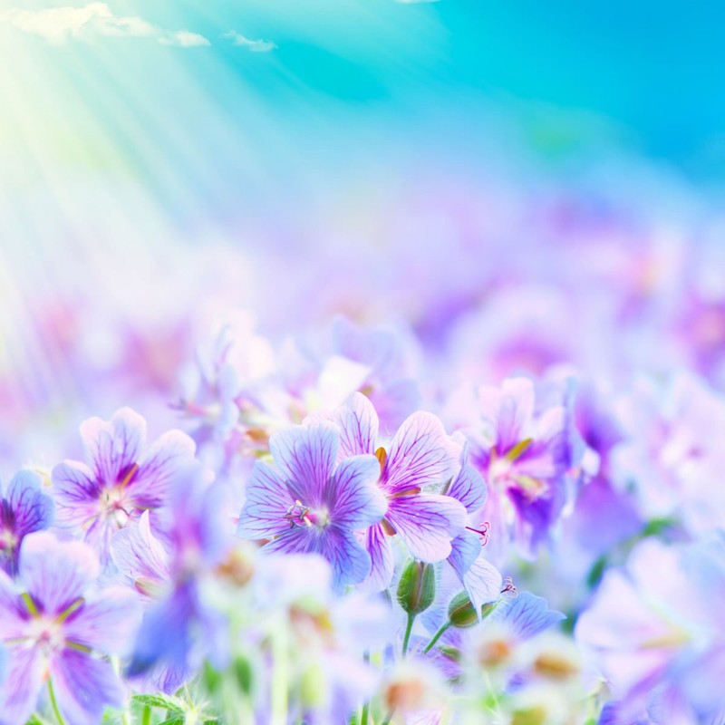 Purple flowers in a field with sun shining through the clouds (love, nature)