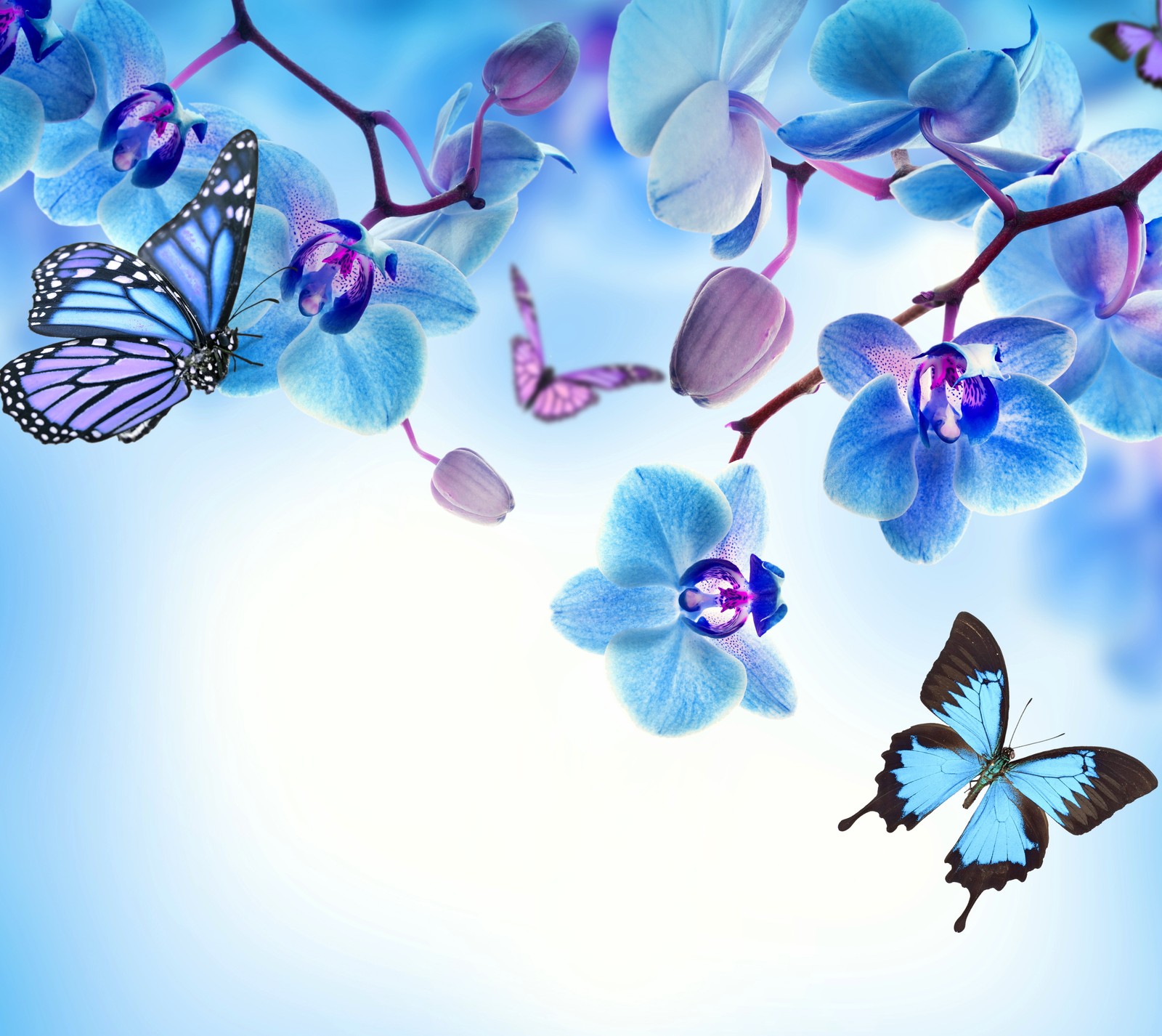 Butterflies and blue orchids against a blue sky background (beautiful, blue, butterflies, flowers, orchid)