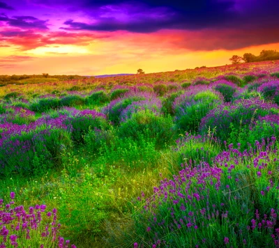 Pôr do sol vibrante sobre um campo cheio de flores