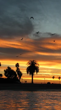 Siluetas de palmeras contra un vibrante cielo de atardecer, con aves volando arriba.