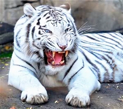 tiger, white