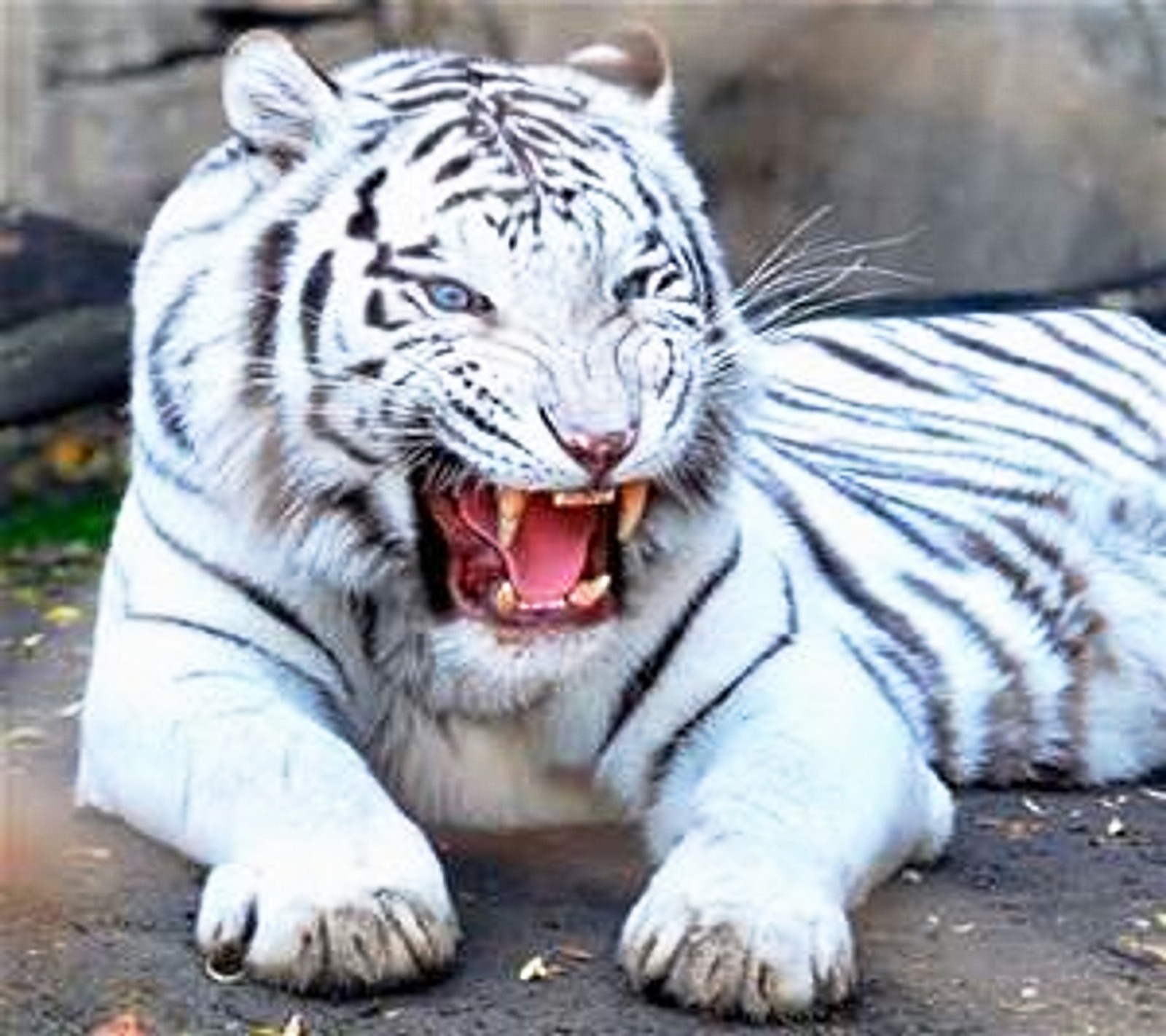 Un tigre blanc allongé, la bouche ouverte et les dents à découvert (tigre, blanc)