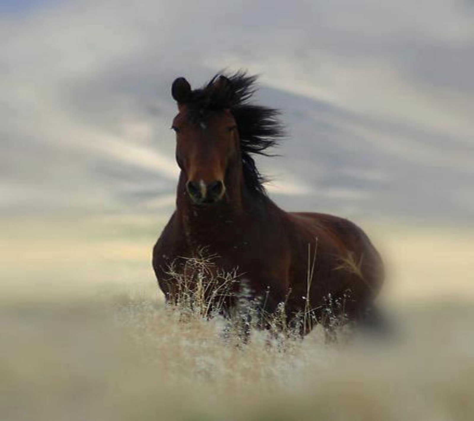 Há um cavalo que está em pé na grama (cavalo, papel de parede bonito)