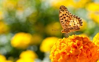 Mariposa amarilla polinizando vibrantes caléndulas en enfoque macro