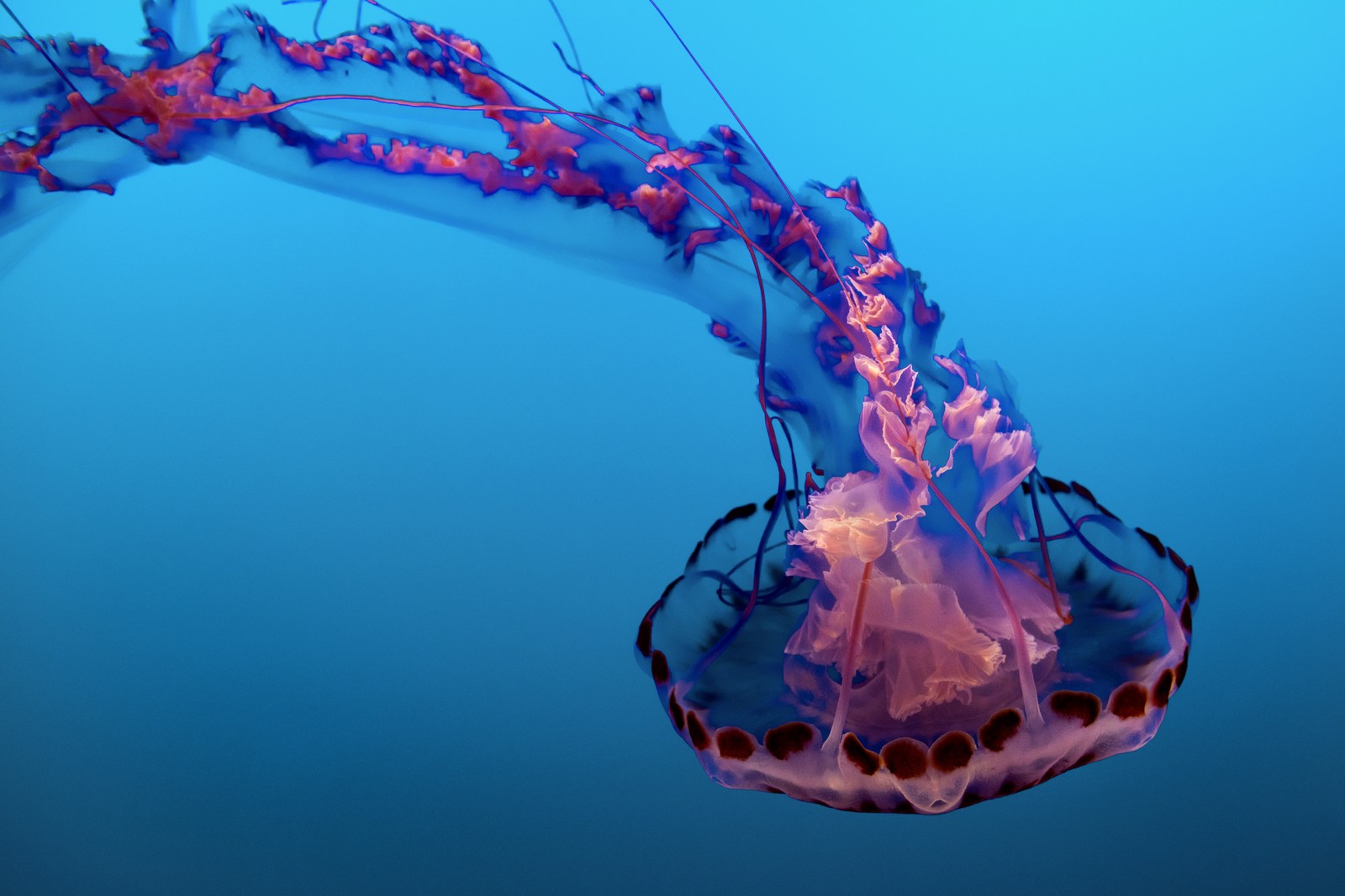 Jellyfishs are swimming in the water with a blue background (jellyfish, pink, underwater, sea life aquarium, blue background)