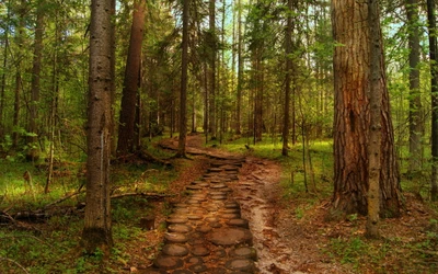 Camino tranquilo a través de un exuberante bosque antiguo