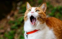 kitten, facial expression, yawn, snout, fauna wallpaper