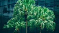 Lush Palm Trees Against a Modern Urban Backdrop