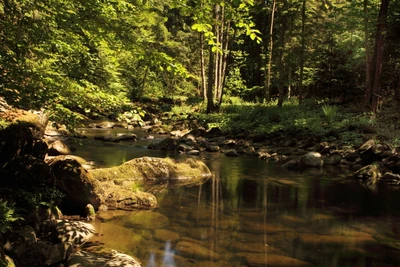 nature, river, body of water, forest, vegetation