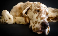 Setter inglês descansando com manchas distintas e expressão relaxada.