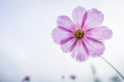 Delicate pink cosmos flower with dew drops against a soft sky backdrop.