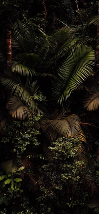 Végétation luxuriante de la forêt tropicale : Une tapisserie de feuilles et de fougères