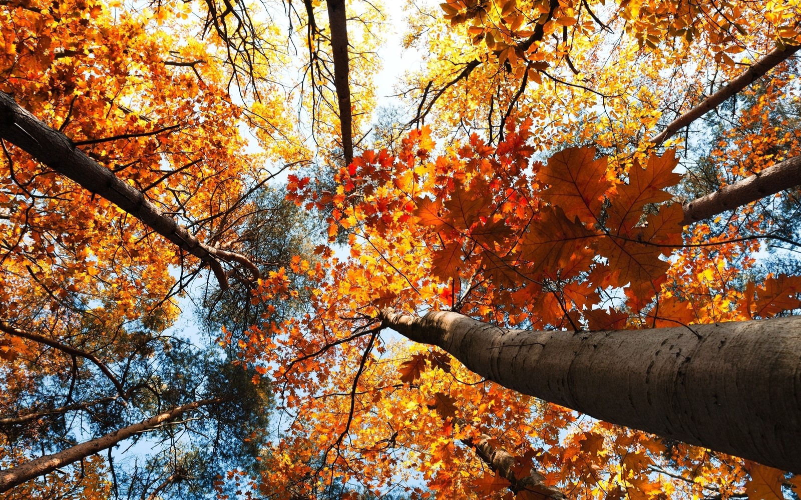 Mirar hacia arriba en el dosel de un árbol con hojas de otoño (árbol, hoja, otoño, caducifolio, ramo)