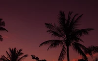 palm trees, tree, palm tree, woody plant, dusk