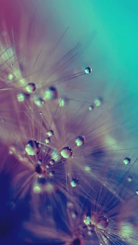 Close-up of dandelion seeds adorned with turquoise and purple water droplets.