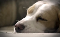 Chiot beagle endormi avec une expression détendue