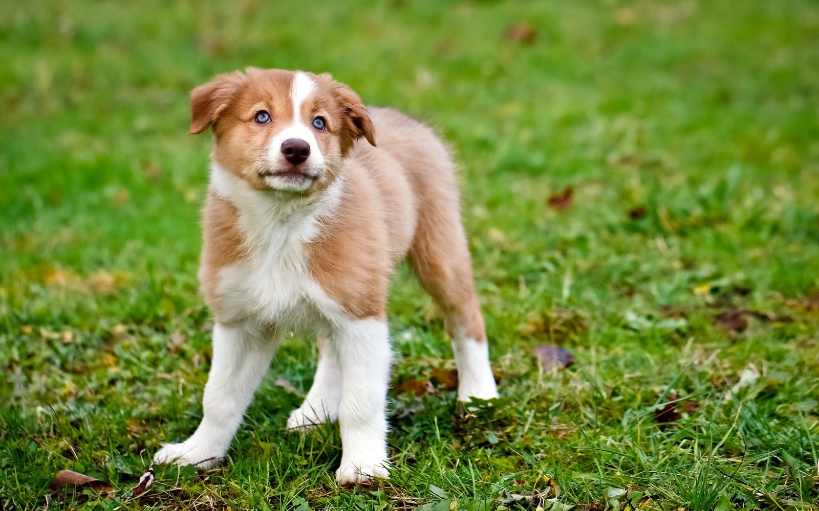 There is a small brown and white dog standing in the grass (australian shepherd, puppy, dog breed, companion dog, welsh sheepdog)