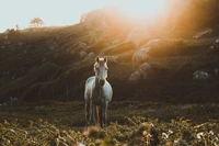 Mustang-Pferd grast im sonnenbeschienenen Grasland bei Sonnenaufgang