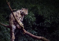 Leopardo nublado posado en una rama entre la exuberante vegetación, mostrando su único pelaje manchado y su expresión aguda.