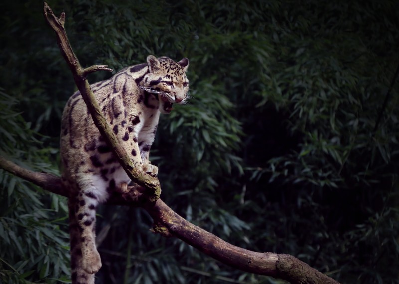 Жираф на ветке в лесу, смотрящий на что-то (облачный леопард, felidae, большая кошка, наземное животное, дикая природа)