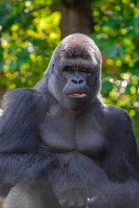 Majestätischer Gorilla in natürlichem Lebensraum