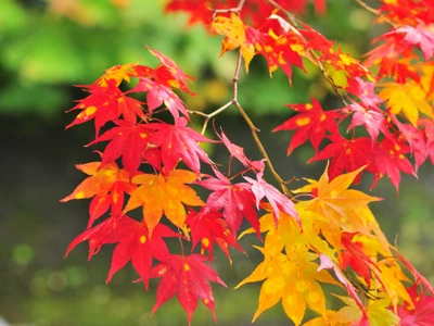 branche, arbre, feuille dérable, plante, à feuilles caduques