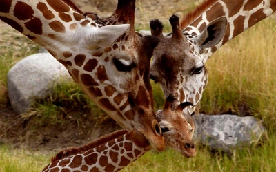 animal terrestre, jirafa, giraffidae, vida silvestre, hocico