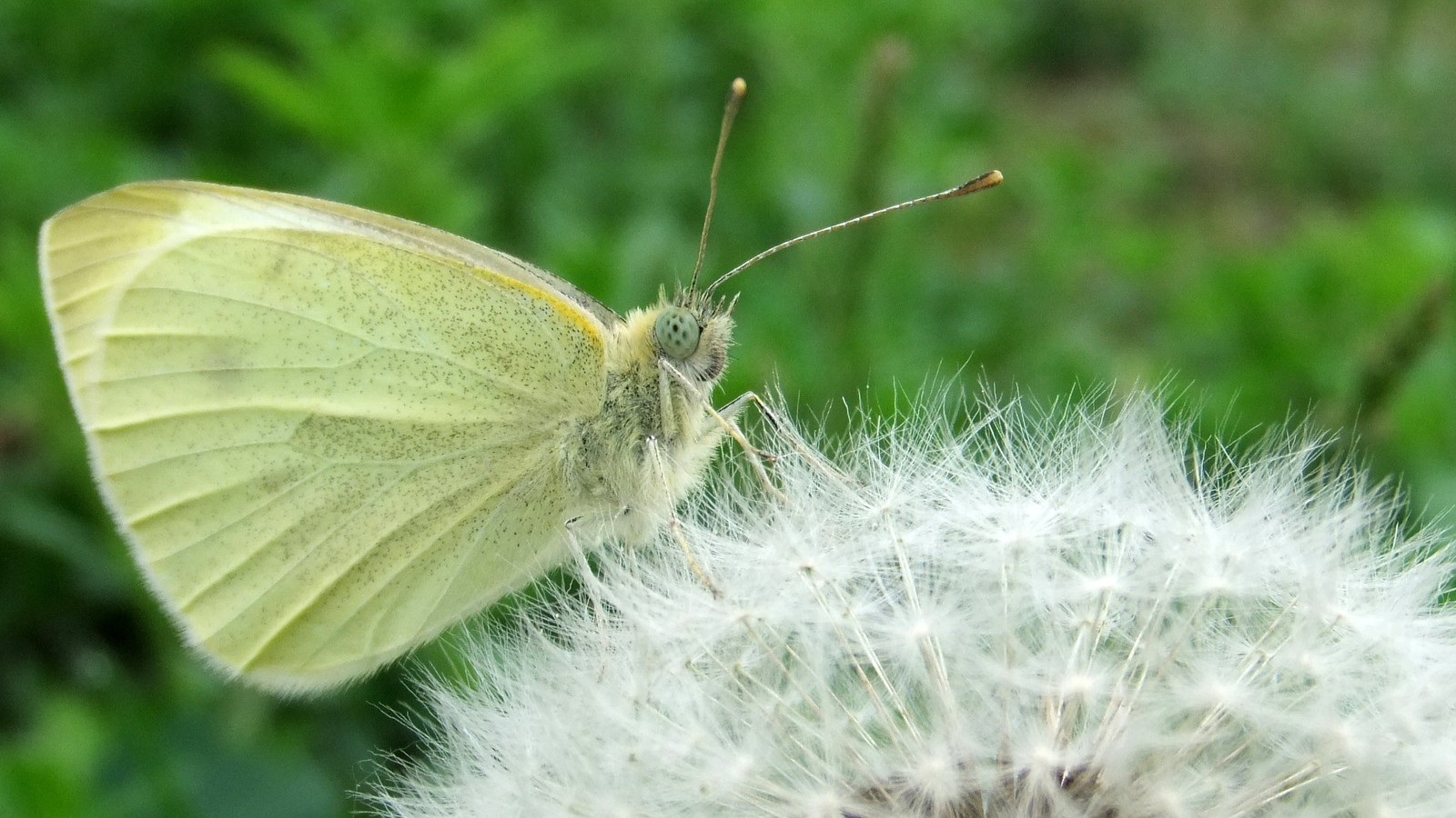 There is a butterfly that is sitting on a dandelion (dandelion, butterfly, insect, invertebrate, moths and butterflies)